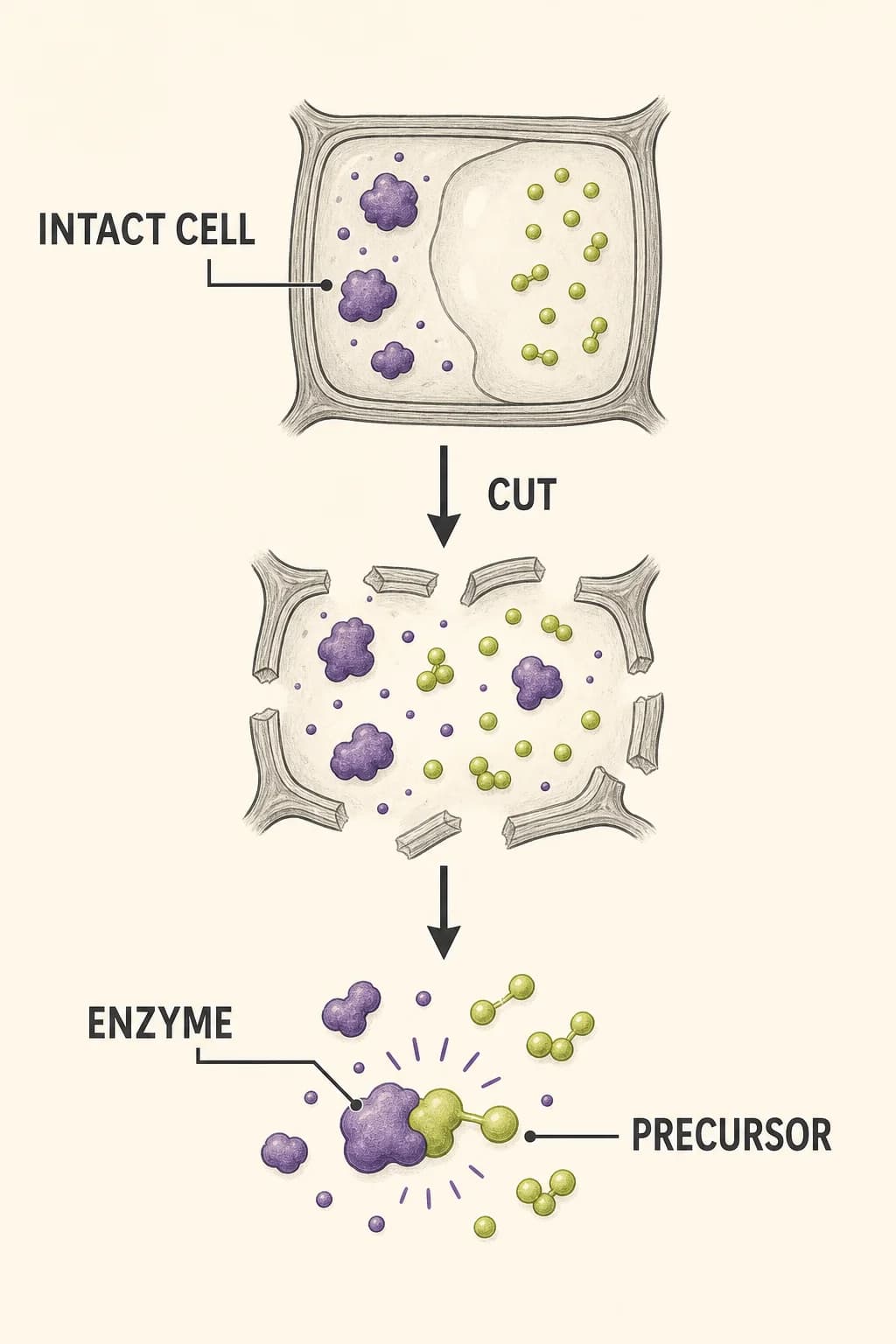 Cutting breaks onion cell compartments and lets an enzyme meet sulfur-containing precursor molecules that were previously separated.