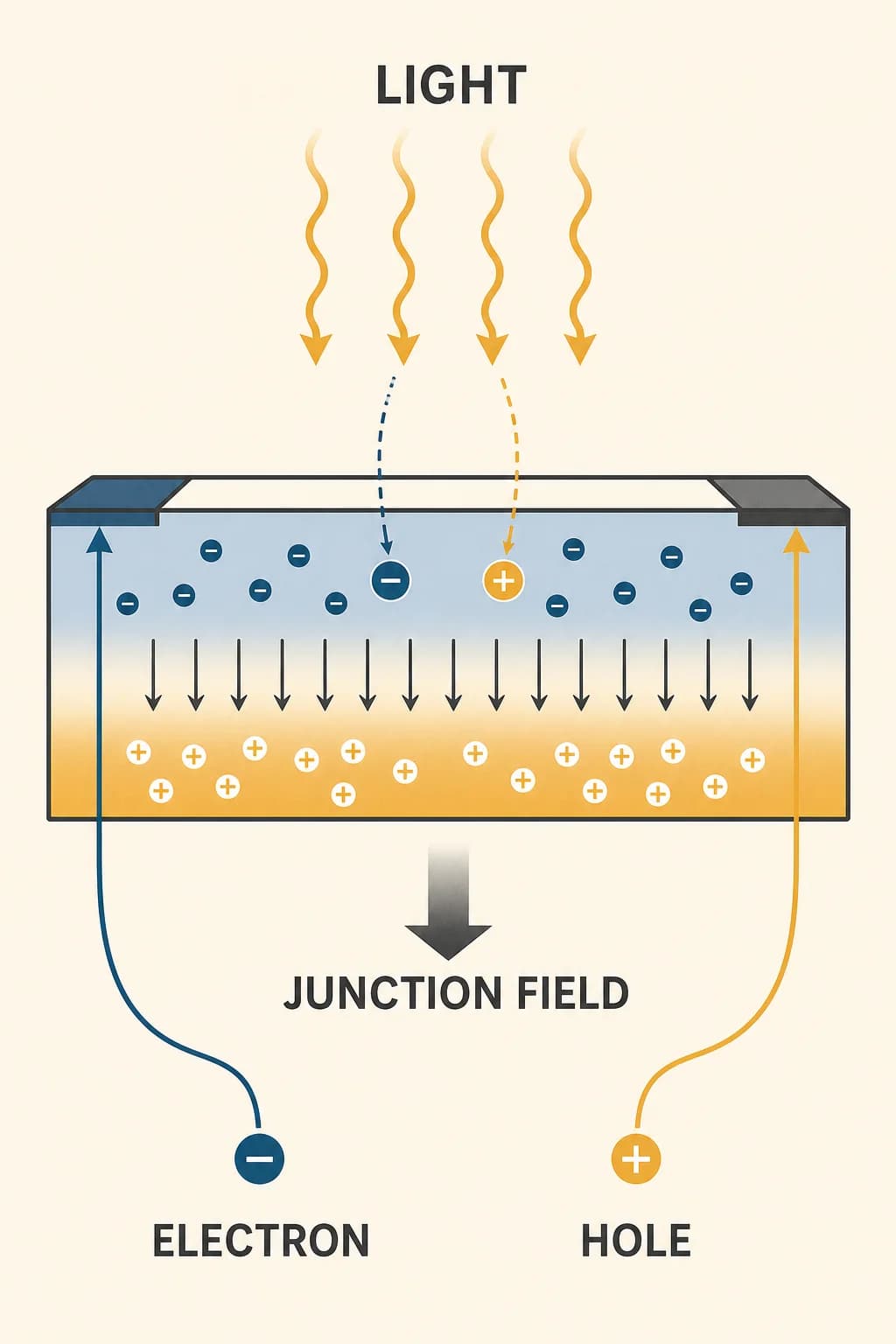 A semiconductor junction creates an internal electric field that separates light-generated electrons and holes toward opposite contacts.